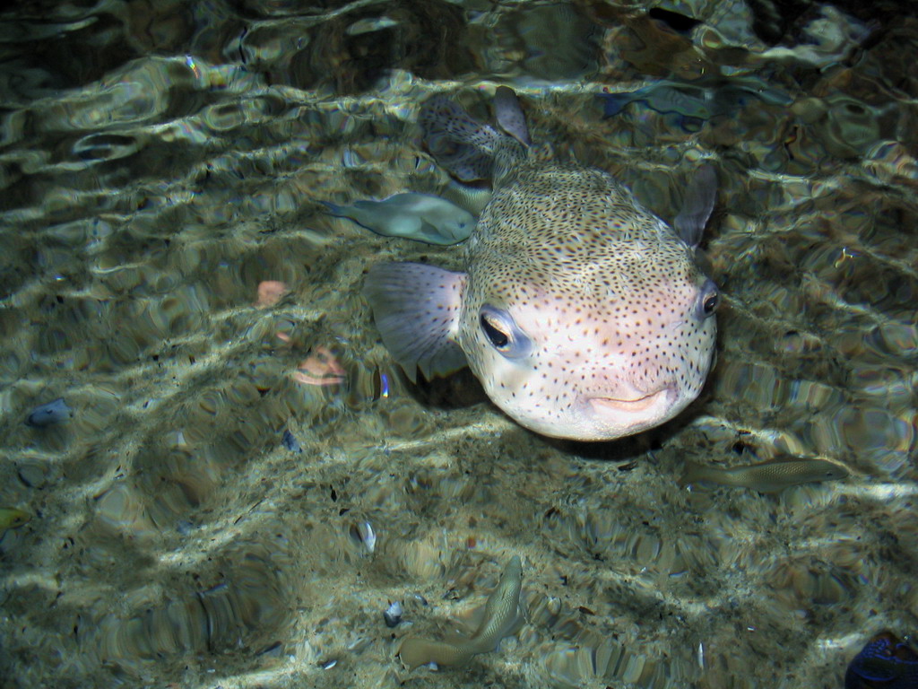 Fonds d'cran Animaux Vie marine - Poissons C'est quoi ?