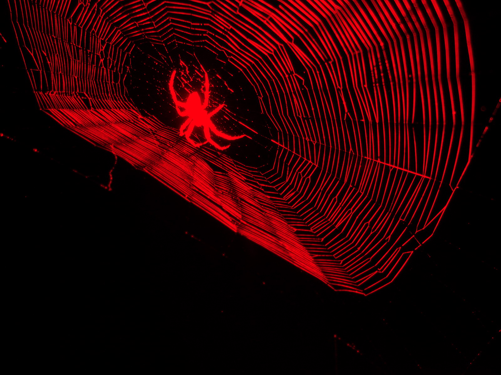 Wallpapers Animals Spiders J'ai un peu trop forcé sur le rouge !