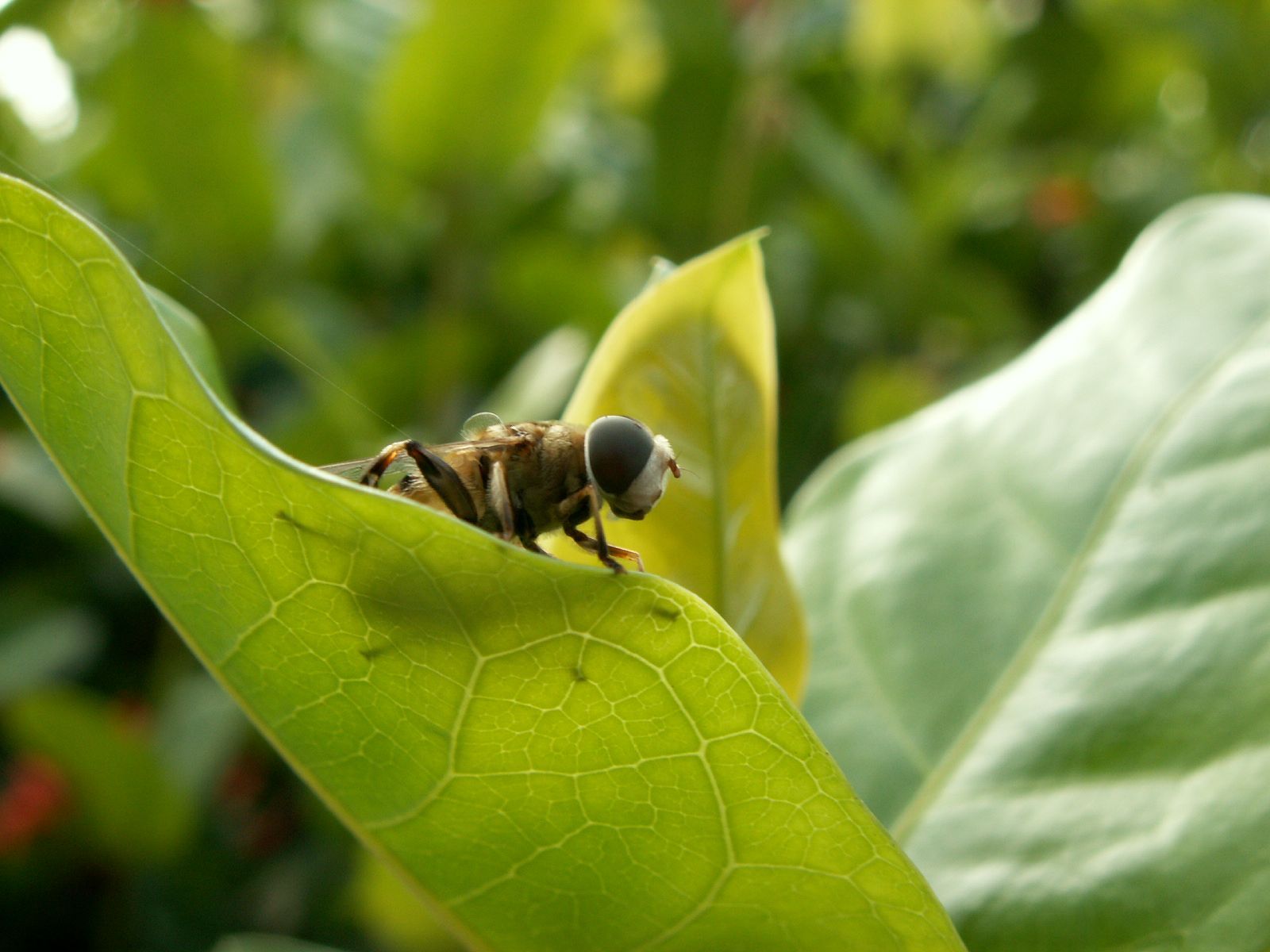 Fonds d'cran Animaux Insectes - Divers une petite pause...