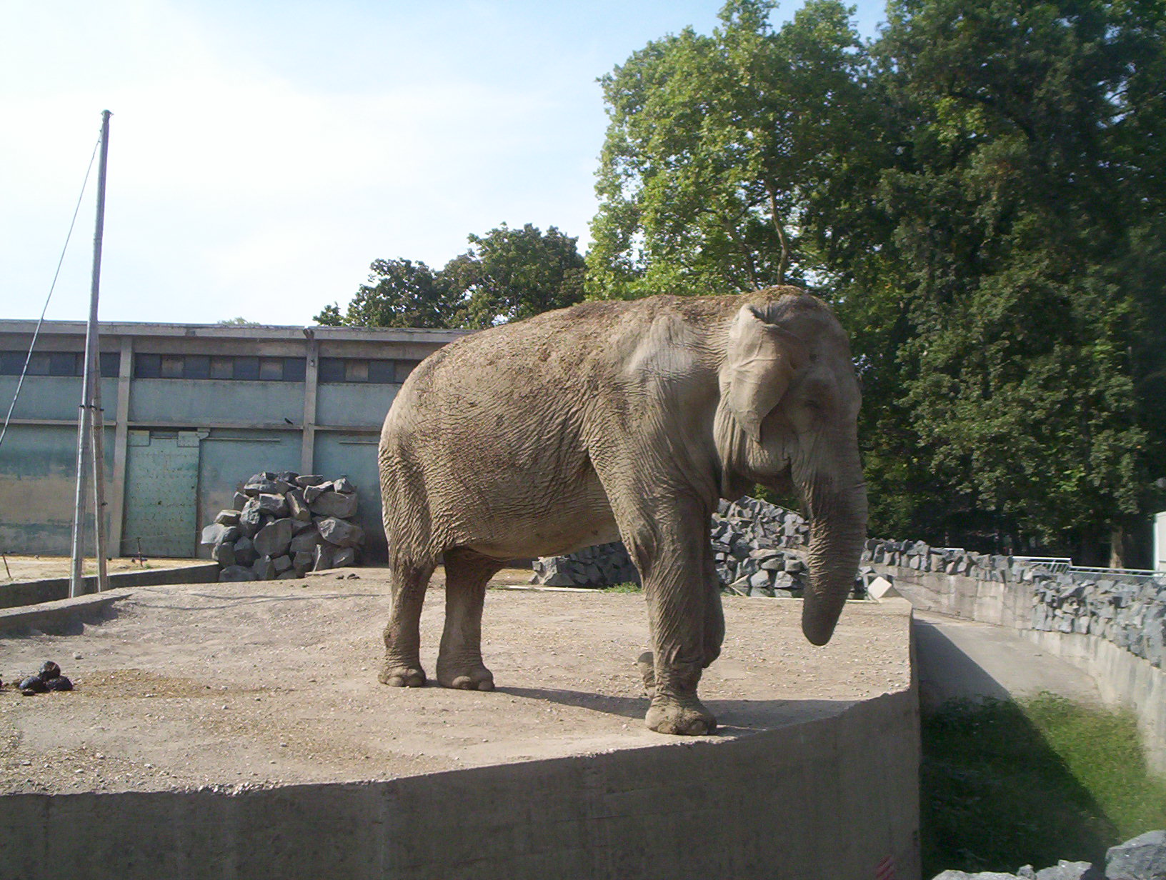 Fonds d'cran Animaux Elphants un lphant