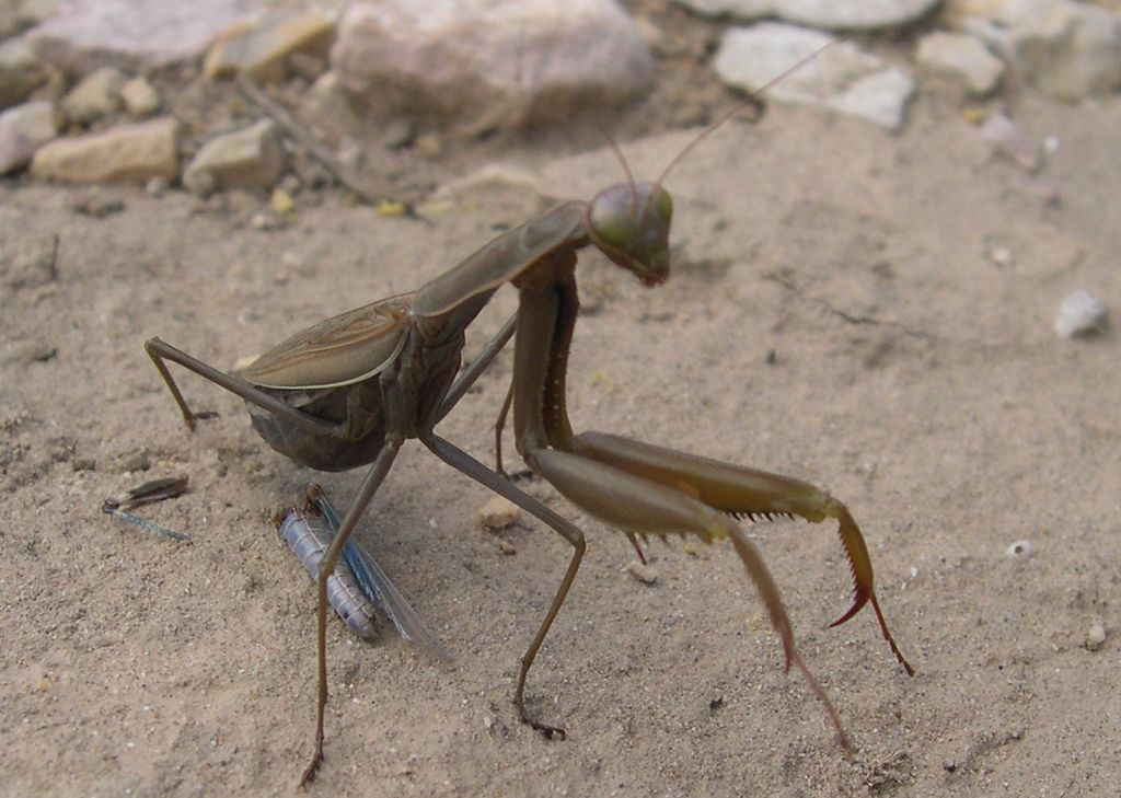 Wallpapers Animals Insects - Mantis Drange en plein djeuner !