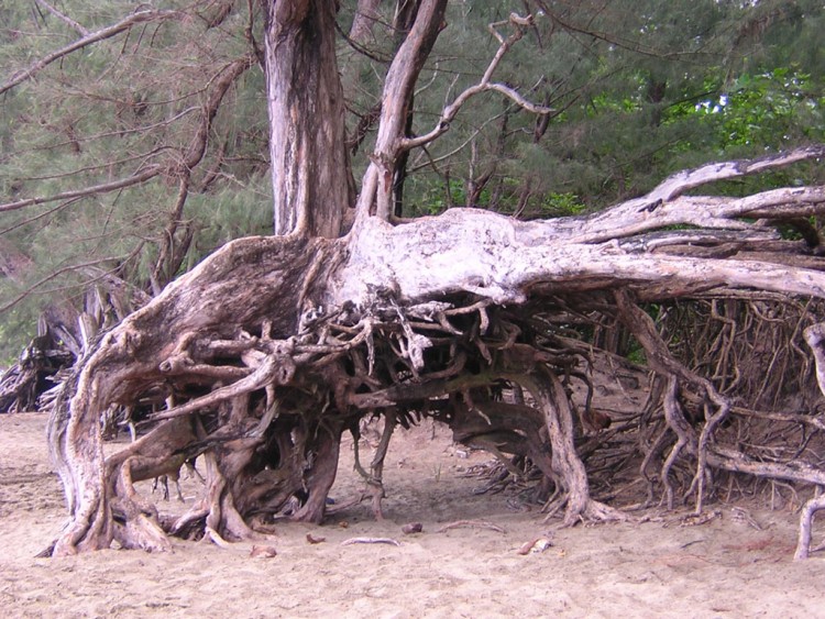 Fonds d'cran Nature Arbres - Forts mini-racines