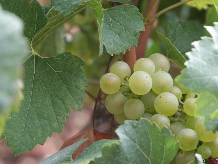 Fonds d'cran Nature Fruits raisin