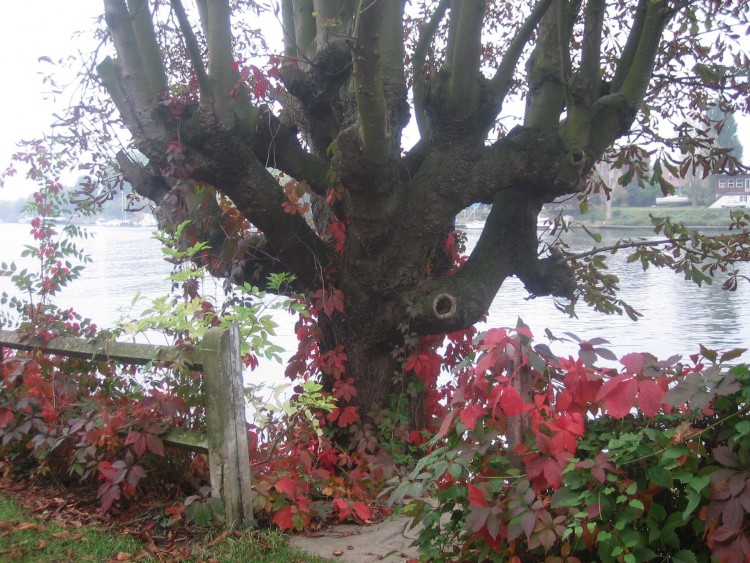 Fonds d'cran Nature Saisons - Automne J'ai mis mes bijoux