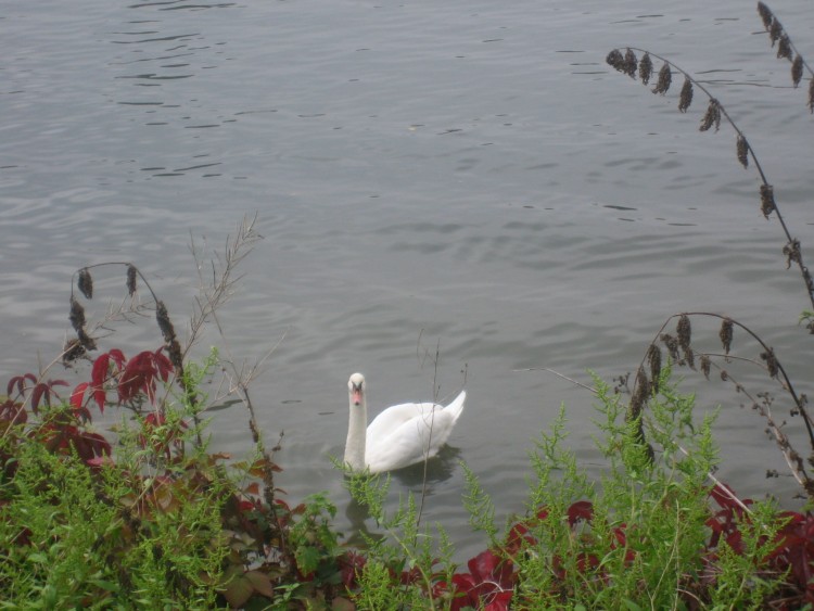 Fonds d'cran Animaux Oiseaux - Canards Je suis une star, je pose.