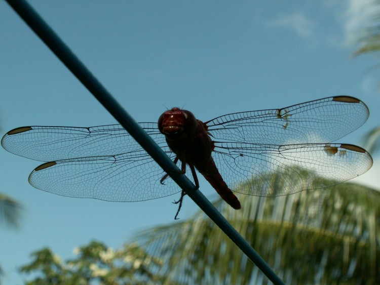 Fonds d'cran Animaux Insectes - Libellules Libellule funambule 1