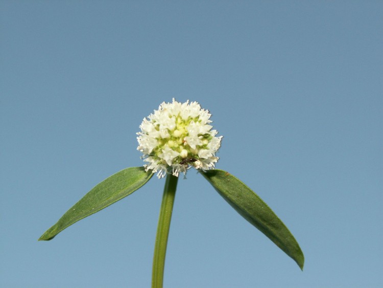 Wallpapers Nature Flowers Une fleur et son insecte