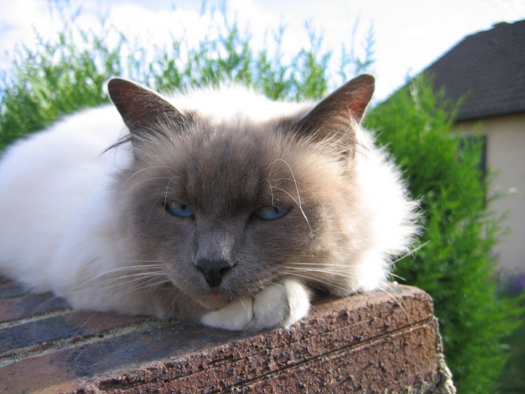 Fonds d'cran Animaux Chats - Chatons et les filles  ne suis je pas le plus beau