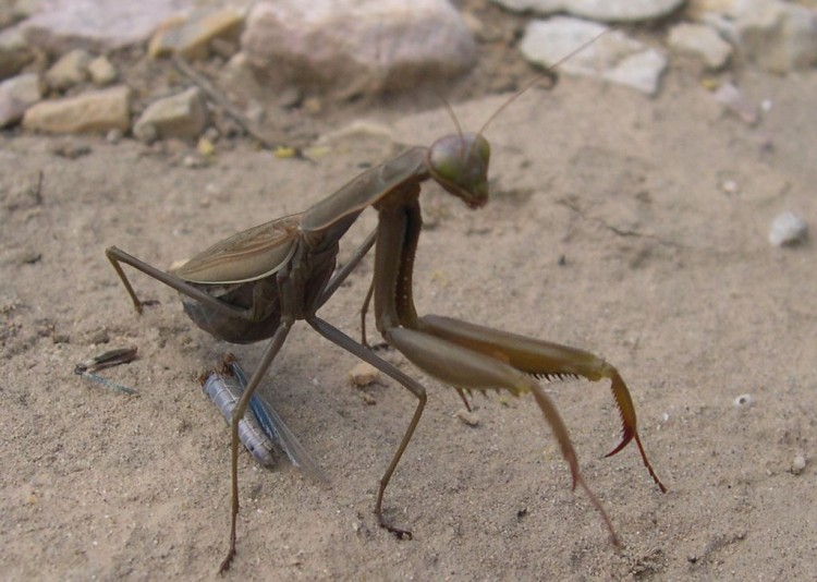 Wallpapers Animals Insects - Mantis Drange en plein djeuner !