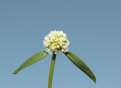 Fonds d'cran Nature Une fleur et son insecte