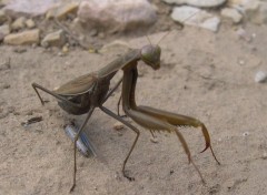 Fonds d'cran Animaux Drange en plein djeuner !