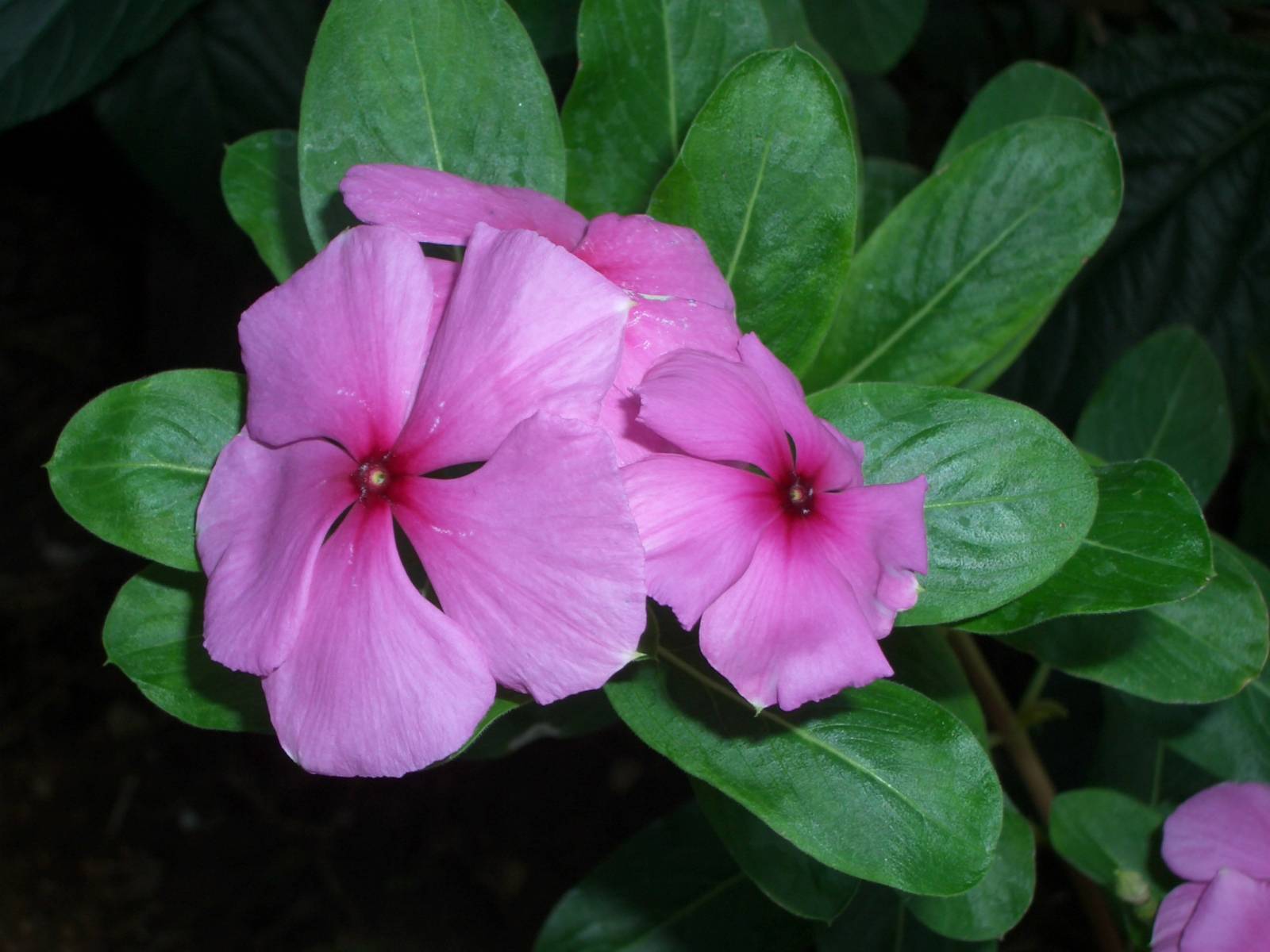 Fonds d'cran Nature Fleurs 