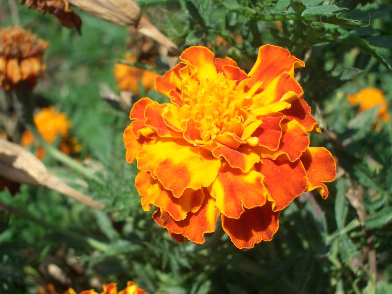 Fonds d'cran Nature Fleurs 