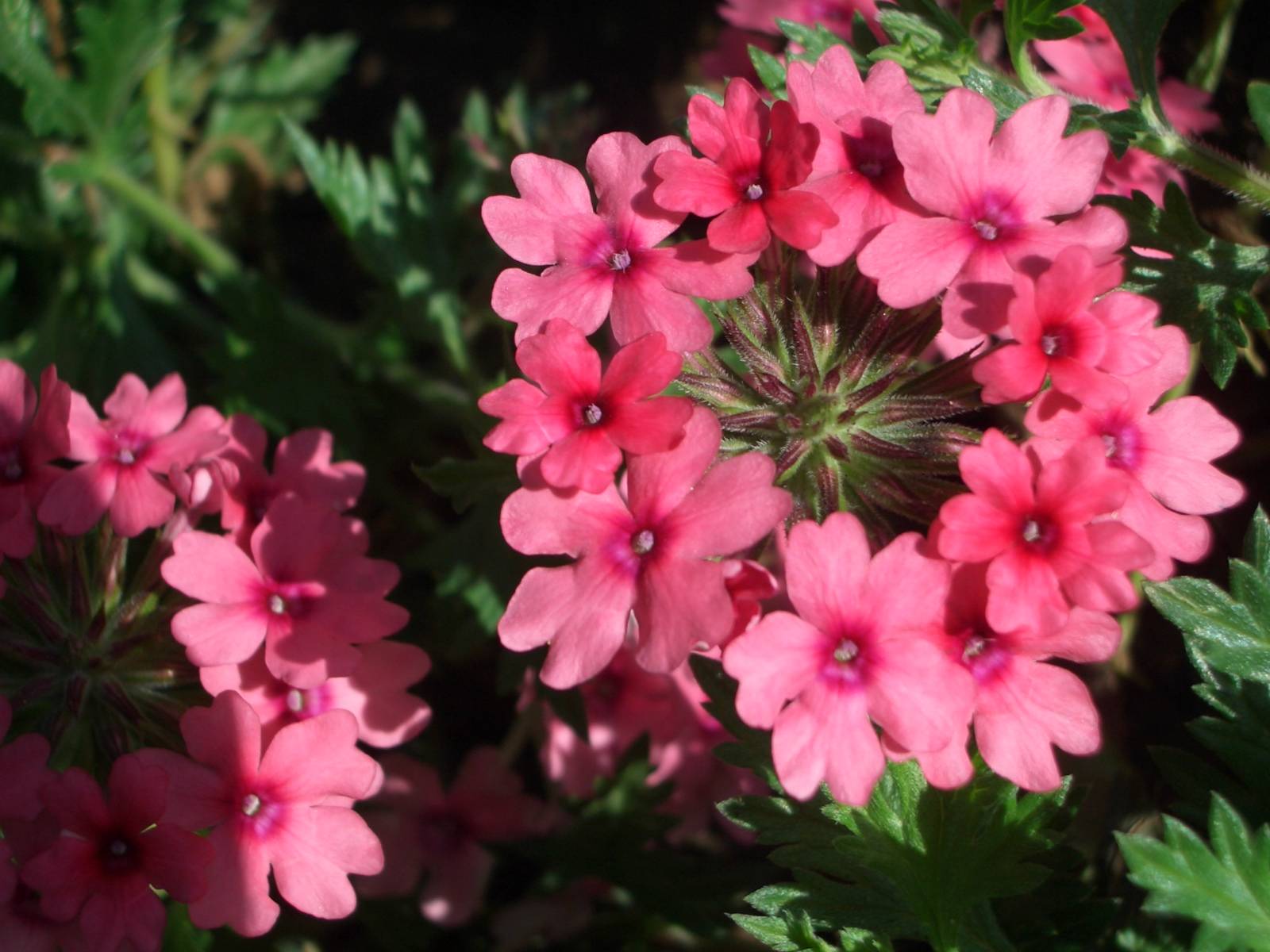 Fonds d'cran Nature Fleurs 