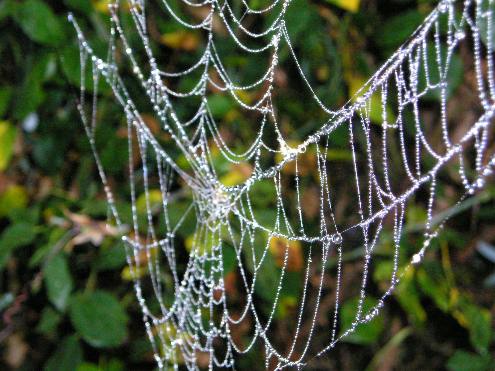 Wallpapers Animals Spiders un collier de perles