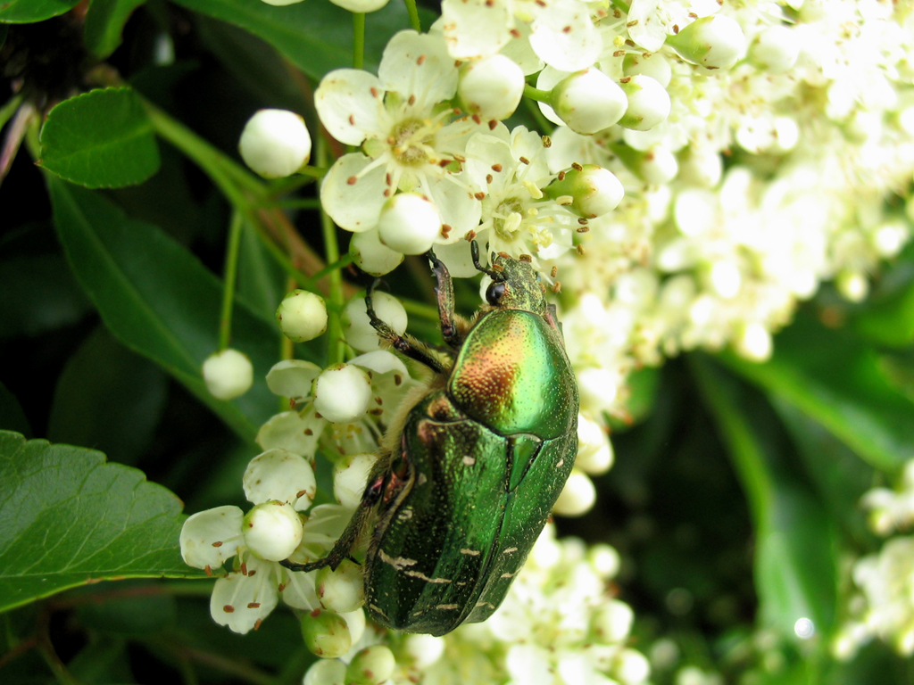 Fonds d'cran Animaux Insectes - Divers 