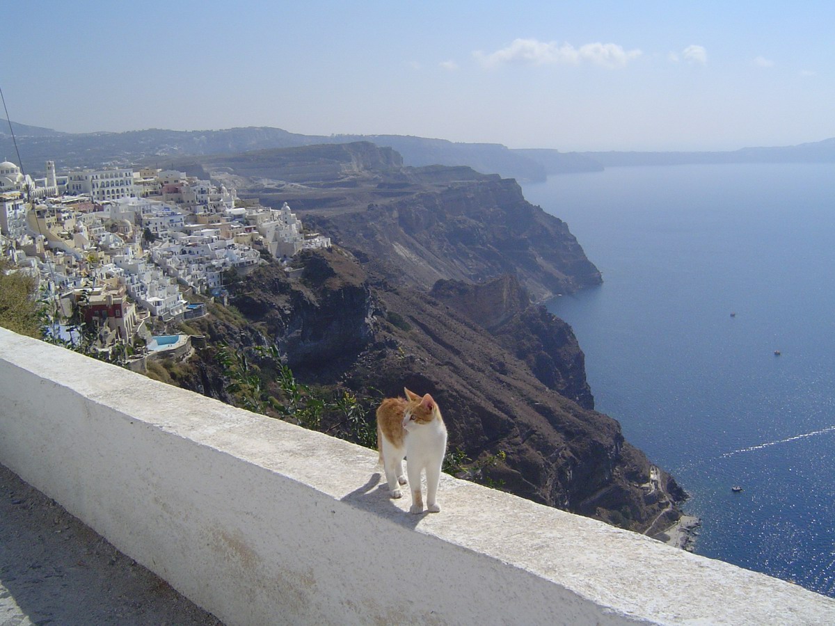 Wallpapers Animals Cats - Kittens Thira, le de Santorin, Grce