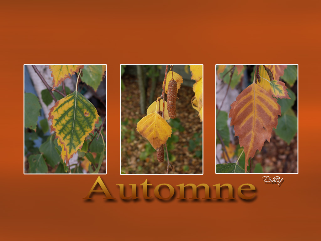 Wallpapers Nature Leaves - Foliage automne