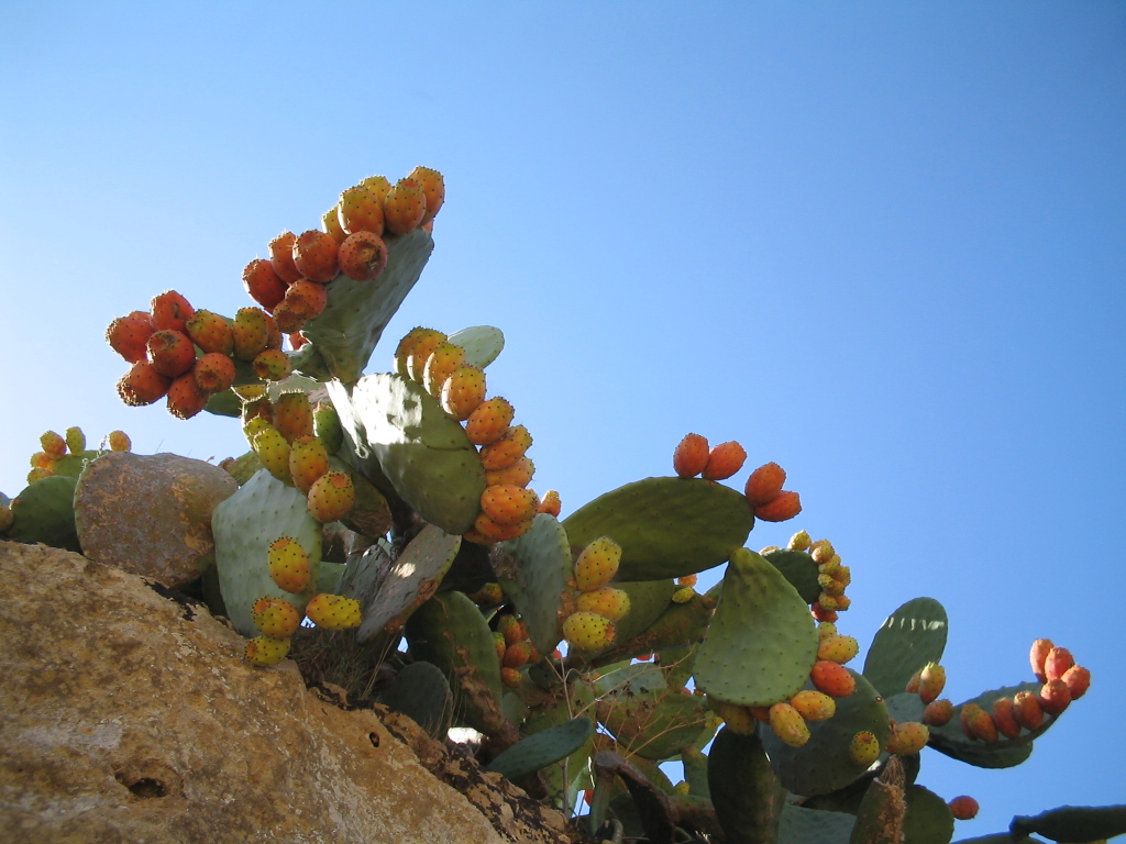 Fonds d'cran Nature Fruits Figues bronzant au soleil de Sicile