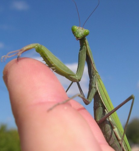 Wallpapers Animals Insects - Mantis Mante apprivoise