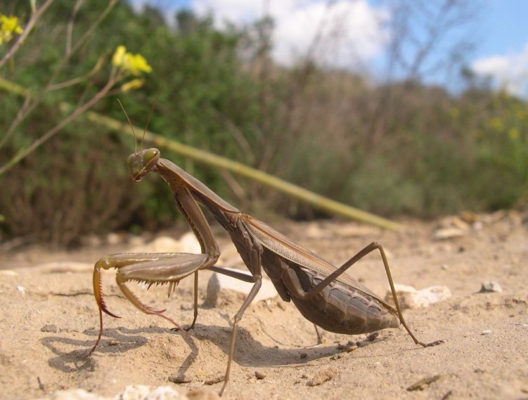 Fonds d'cran Animaux Insectes - Mantes religieuses Une pro de la pose