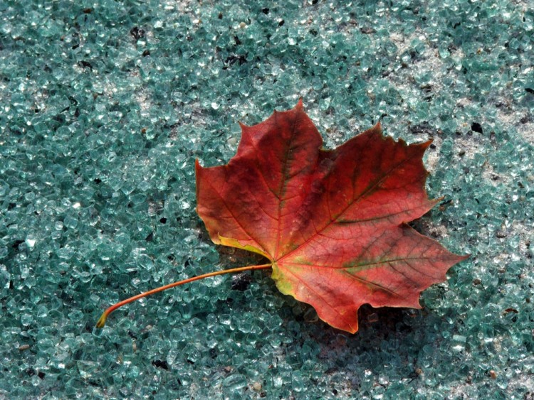 Wallpapers Nature Seasons - Fall Feuille d'automne...