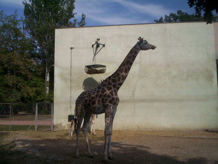 Fonds d'cran Animaux Girafes une belle girafe