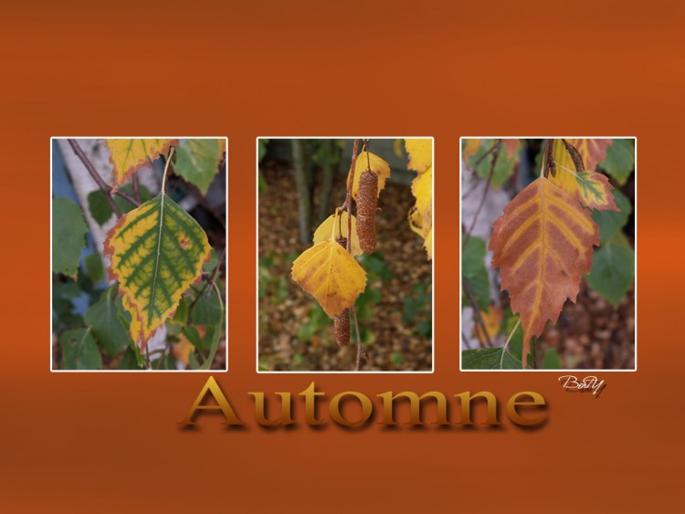 Fonds d'cran Nature Feuilles - Feuillages automne