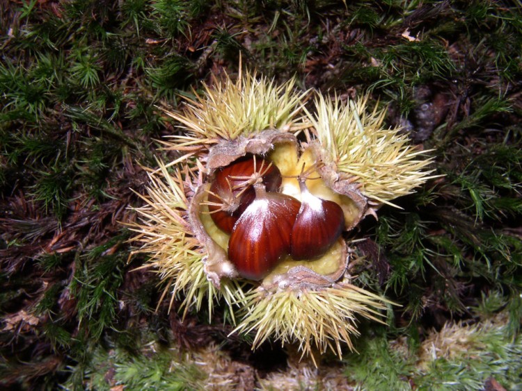 Wallpapers Nature Fruits Chtaigne