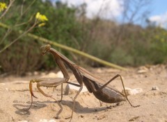 Fonds d'cran Animaux Une pro de la pose