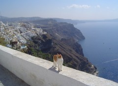 Fonds d'cran Animaux Thira, le de Santorin, Grce