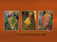 Fonds d'cran Nature automne