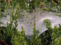 Fonds d'cran Nature toile du matin