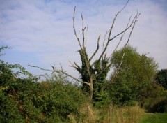 Fonds d'cran Nature arbre mort