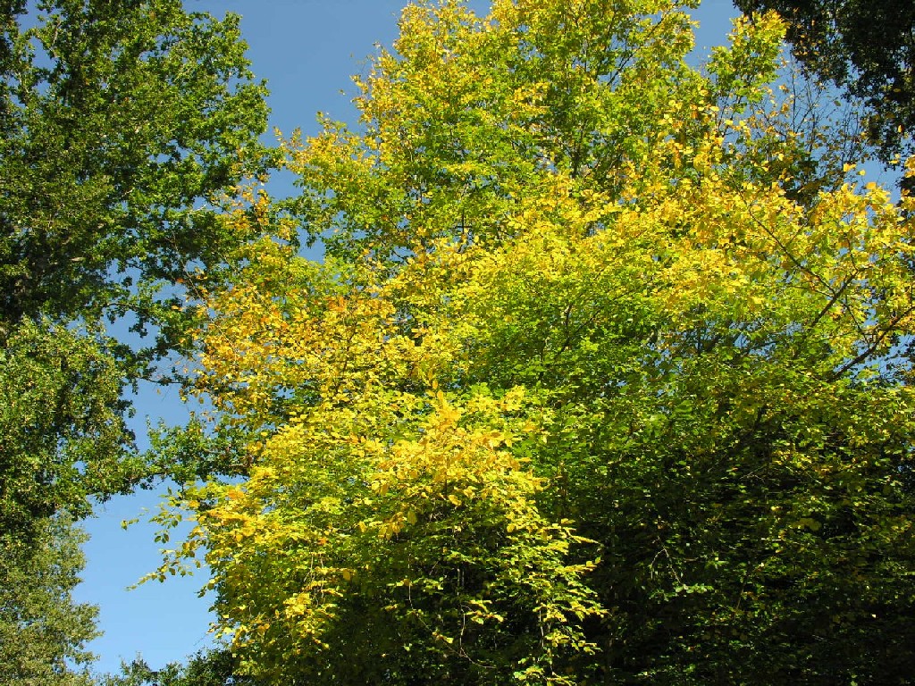 Fonds d'cran Nature Arbres - Forts 