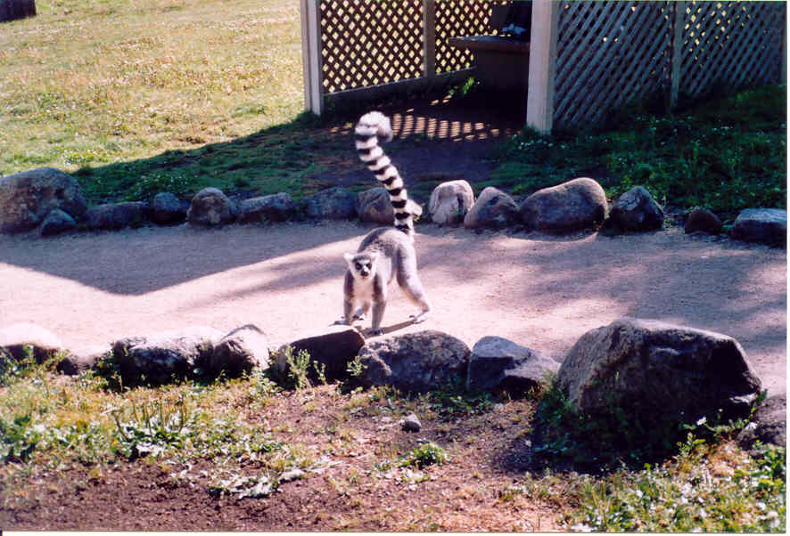 Fonds d'cran Animaux Lmuriens lmure