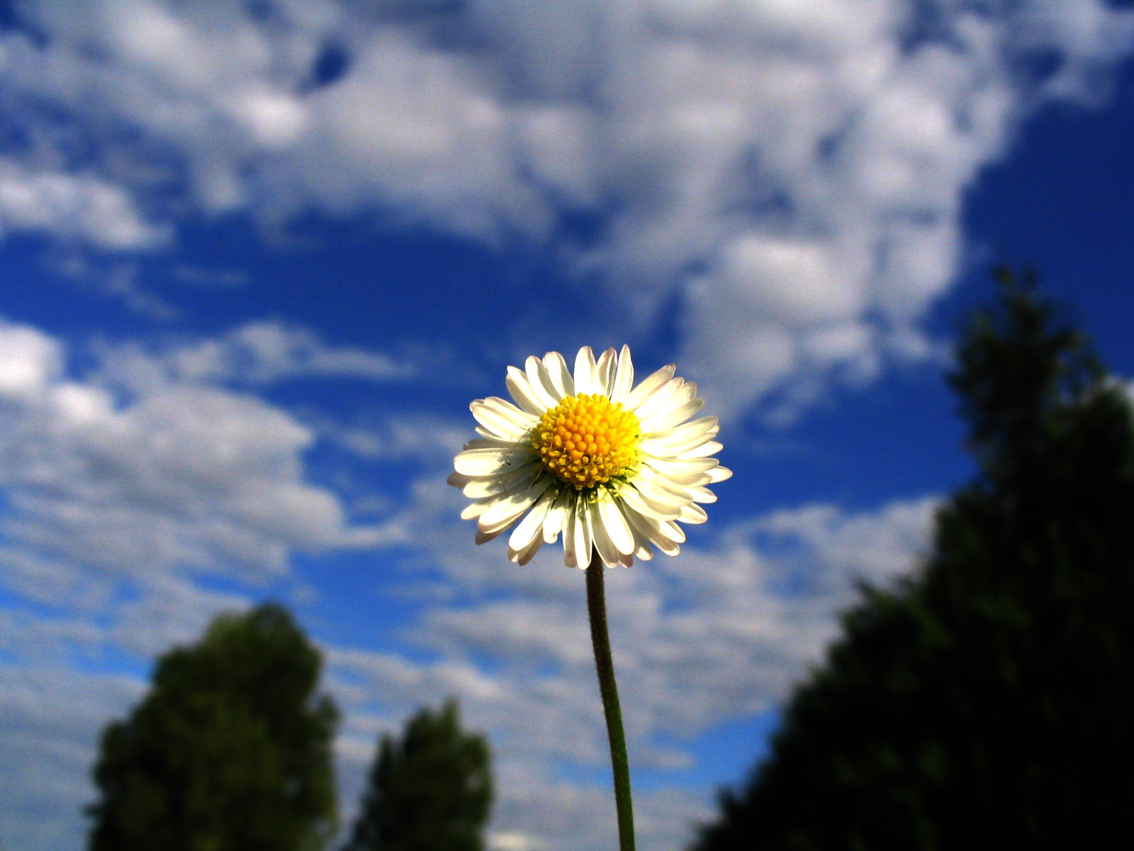 Fonds d'cran Nature Fleurs P'tite pquerette...