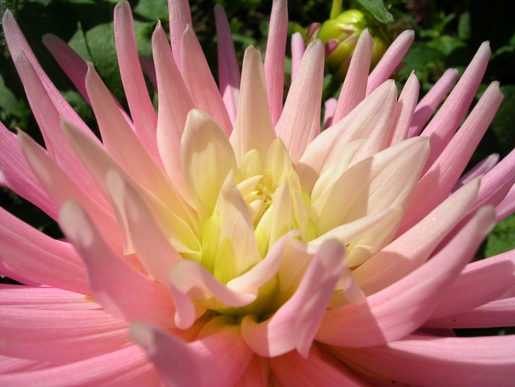 Fonds d'cran Nature Fleurs Dahlia