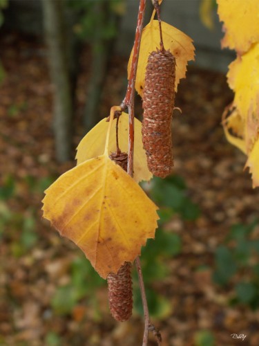 Fonds d'cran Nature Saisons - Automne automne 2