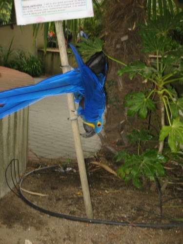 Fonds d'cran Animaux Oiseaux - Perroquets Plus je monte ! Plus la terre me semble proche !