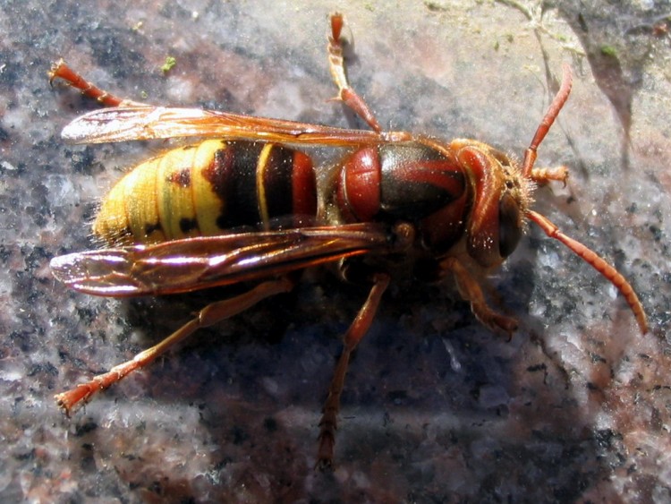 Fonds d'cran Animaux Insectes - Abeilles Gupes ... Bzzzz ...