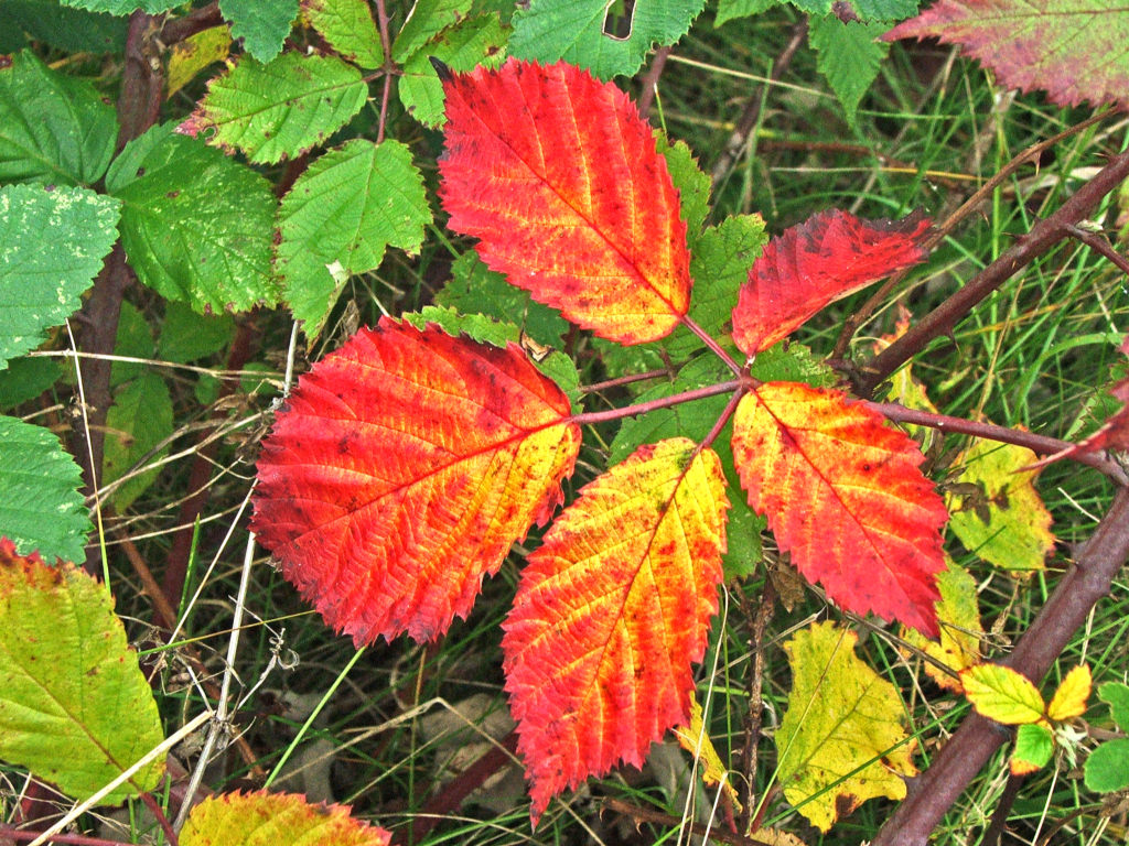 Fonds d'cran Nature Saisons - Automne Feuilles d\'automne...