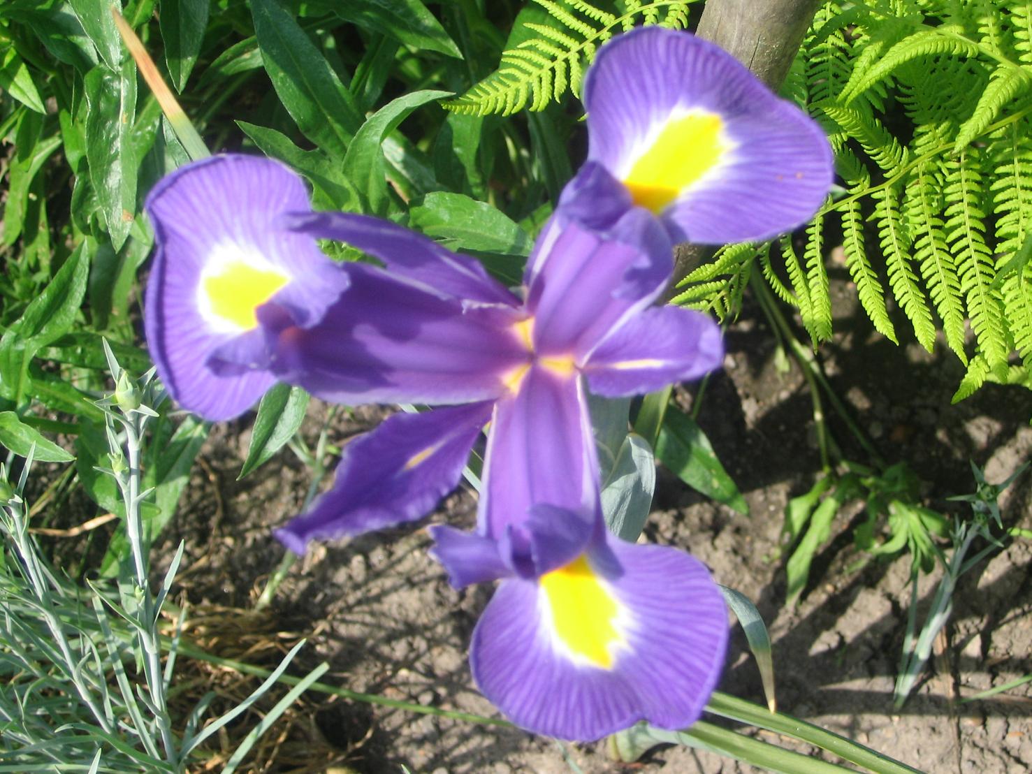 Fonds d'cran Nature Fleurs fleur bleue