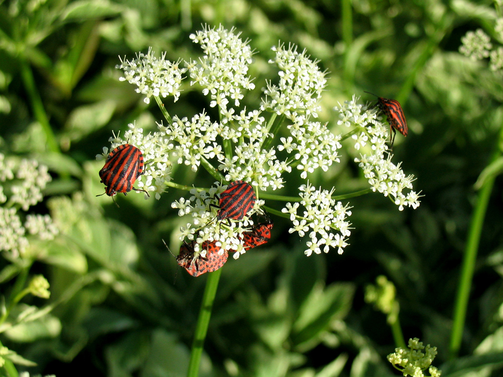 Fonds d'cran Animaux Insectes - Divers 