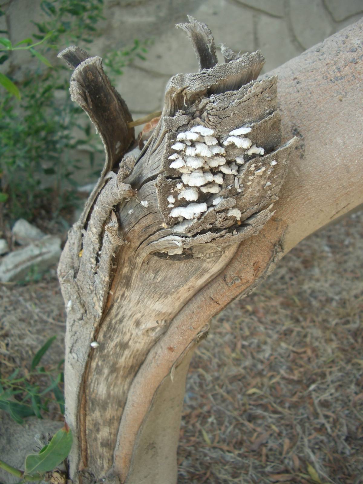 Fonds d'cran Nature Champignons 