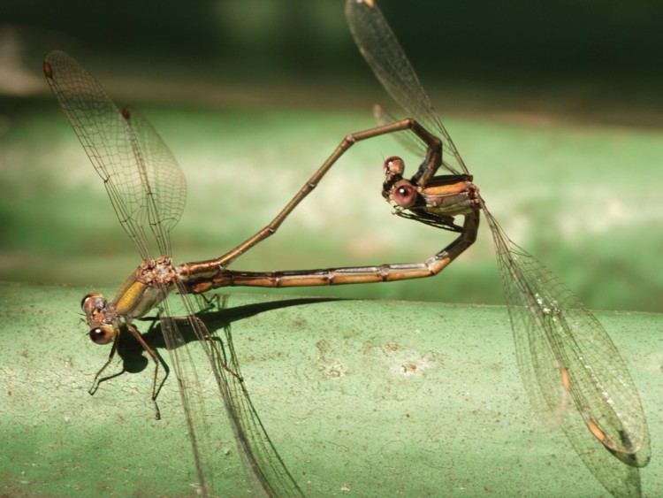 Wallpapers Animals Insects - Dragonflies l'amour