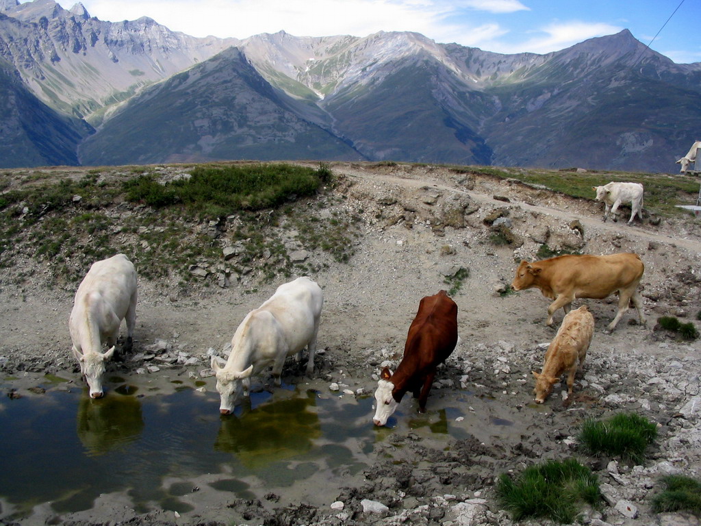 Wallpapers Animals Cows - Bulls - Beef Vaches de savoie