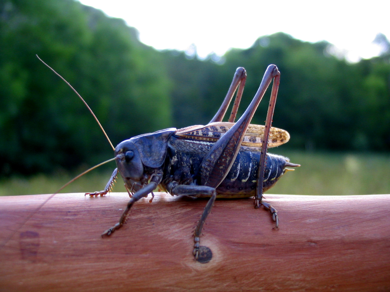 Wallpapers Animals Insects - Grasshoppers and Locusts P'tite bbte...