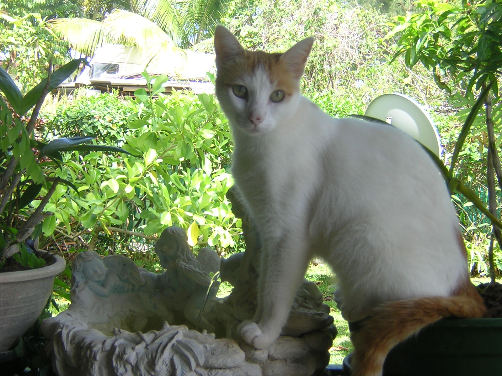 Fonds d'cran Animaux Chats - Chatons j'ai soif