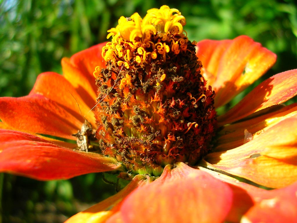 Fonds d'cran Nature Fleurs Zinia